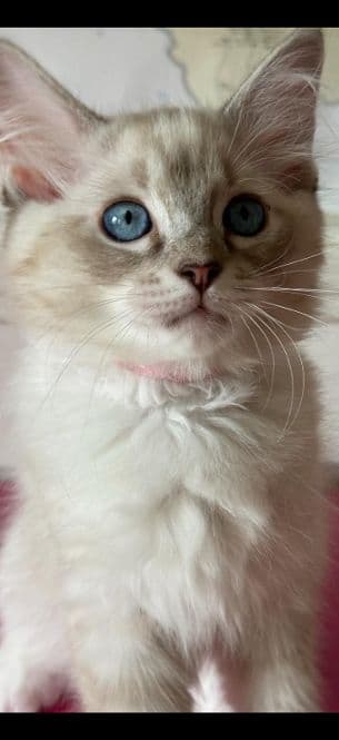 Ragdoll Kitten