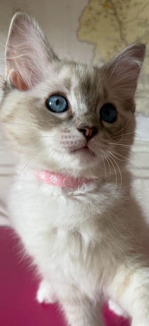 Ragdoll Kitten
