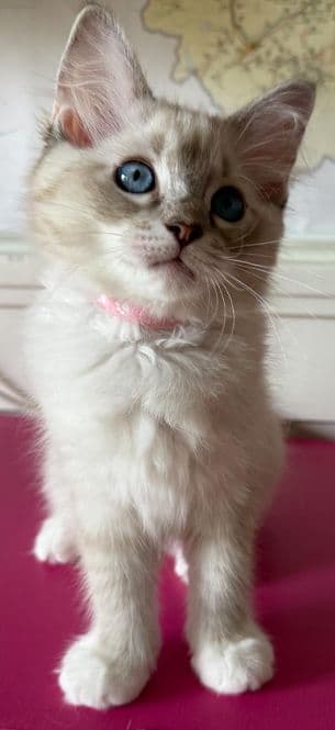 Ragdoll Kitten