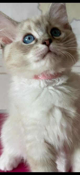 Ragdoll Kitten