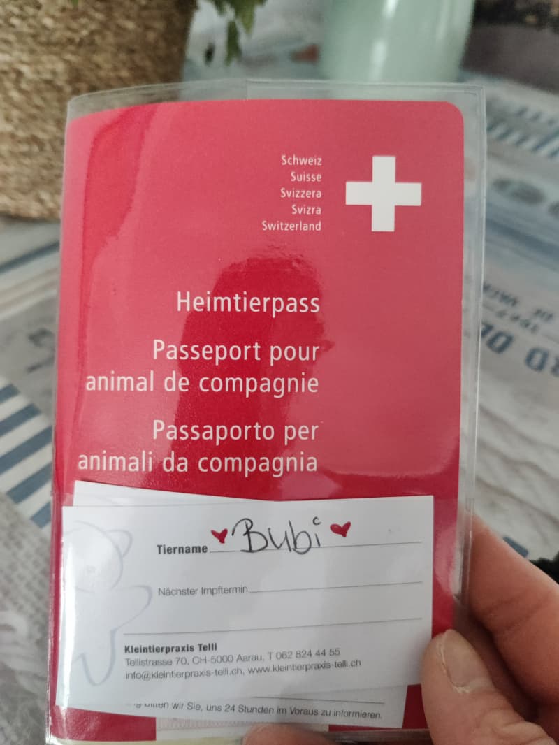 Der süße Bubi sucht nach einer erfahrenen Familie