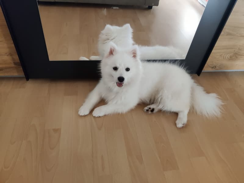 Der süße Bubi sucht nach einer erfahrenen Familie