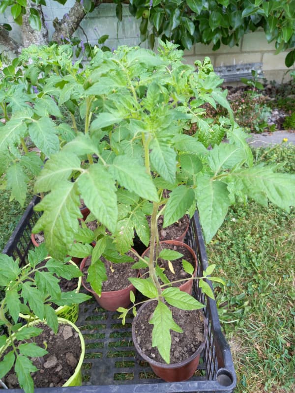 Tomatensetzlinge
