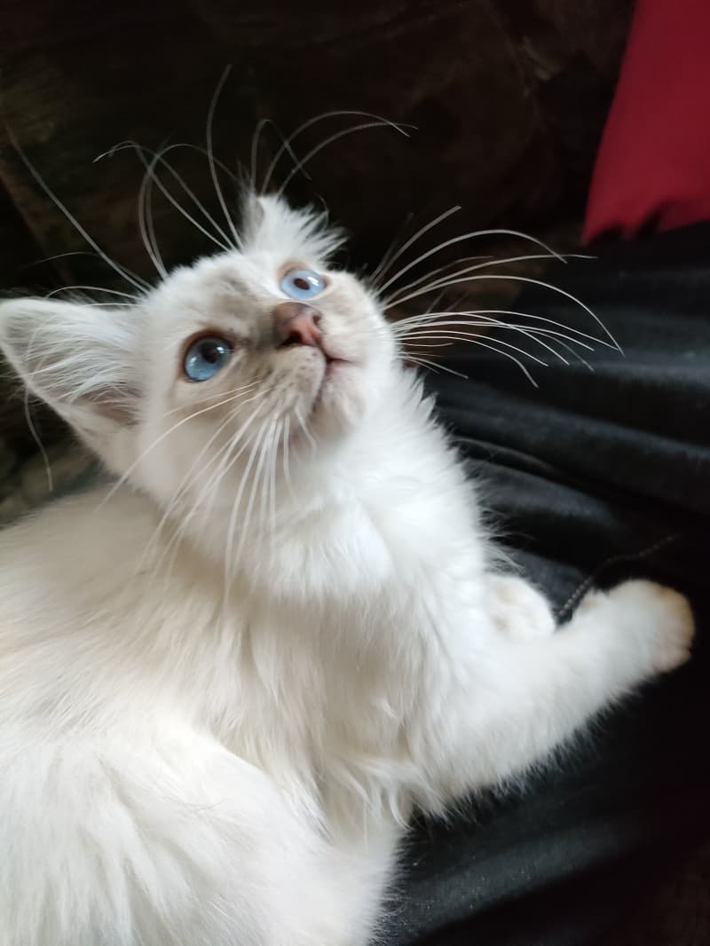 Hl. Birma Kitten