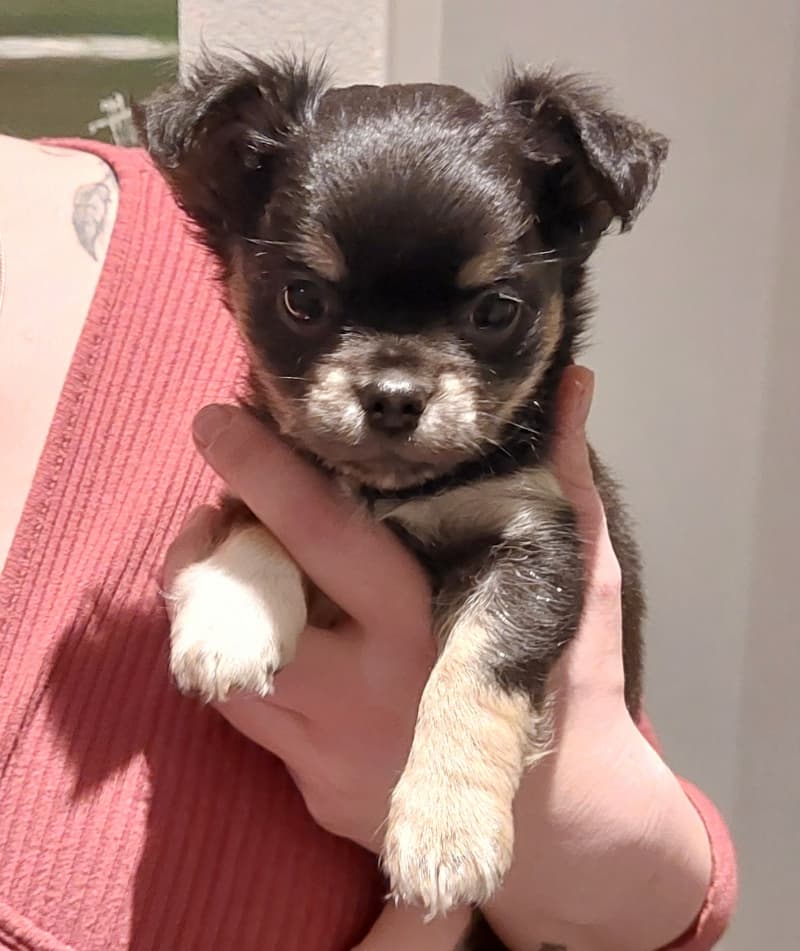Niedliche Chihuahua Welpeli