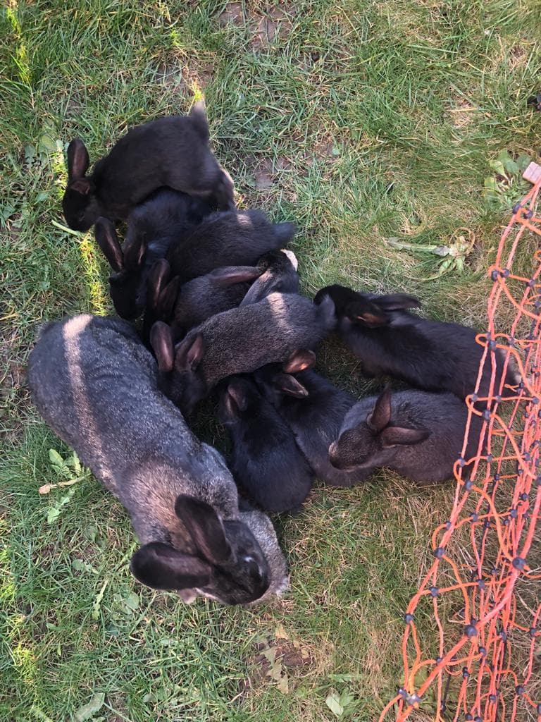 Kaninchen zu verkaufen