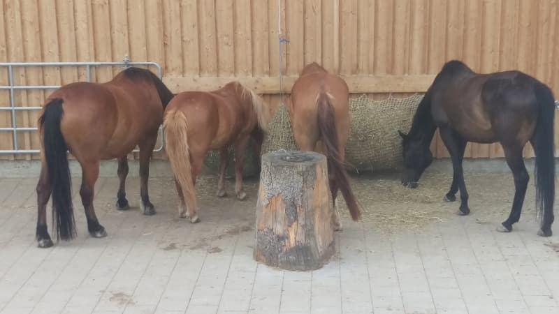 Freie Plätze in unserer Wohlfühloase für Pferd und Reiter