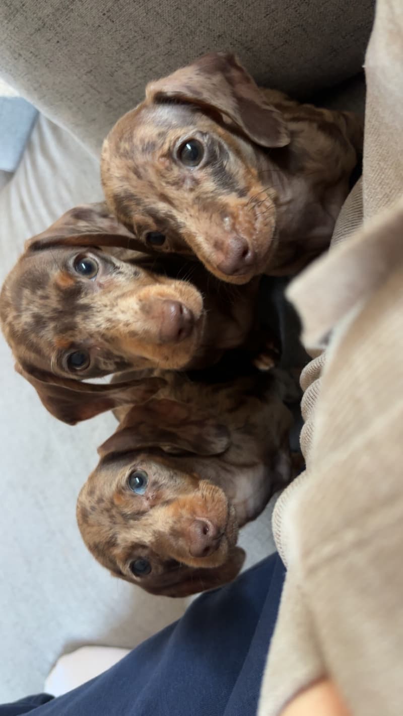 Zwergdackel