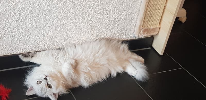 Scottish Straight Longhair Bub mit Stammbaum