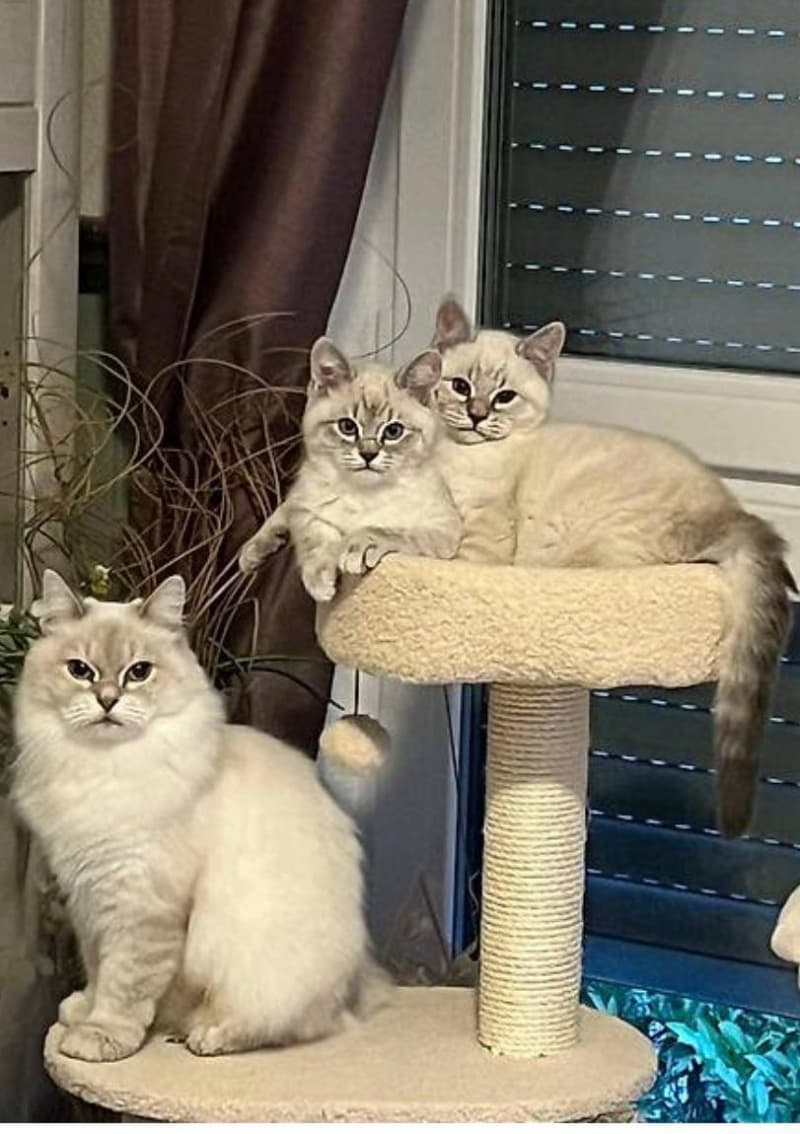 neva mascarade katzen babys