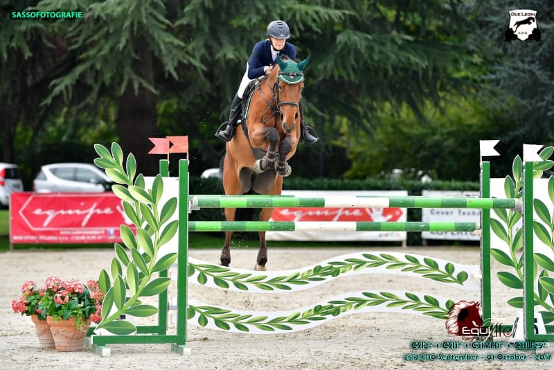 Springunterricht auf eigenem Pferd & Beritt von Springpferden