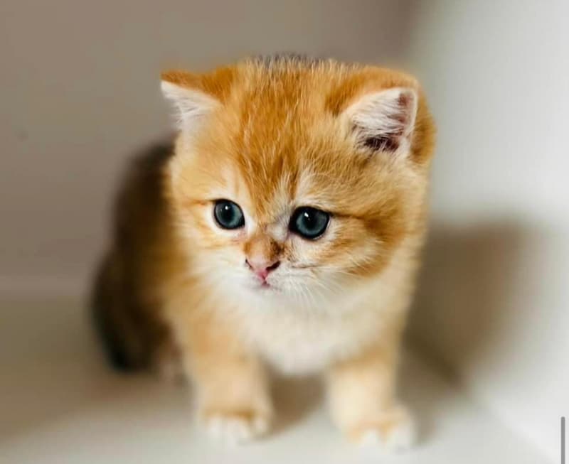 British Kurzhaar Golden Chinchilla und Golden Chinchilla Point