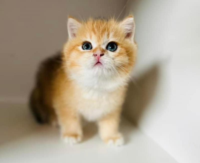 British Kurzhaar Golden Chinchilla und Golden Chinchilla Point