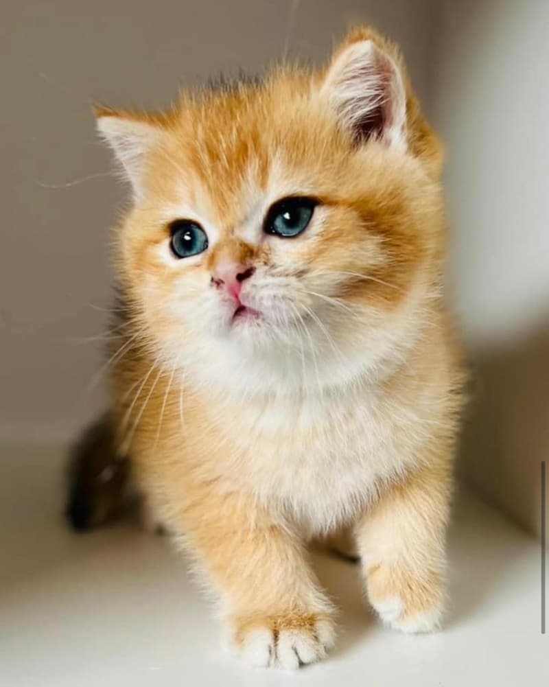 British Kurzhaar Golden Chinchilla und Golden Chinchilla Point