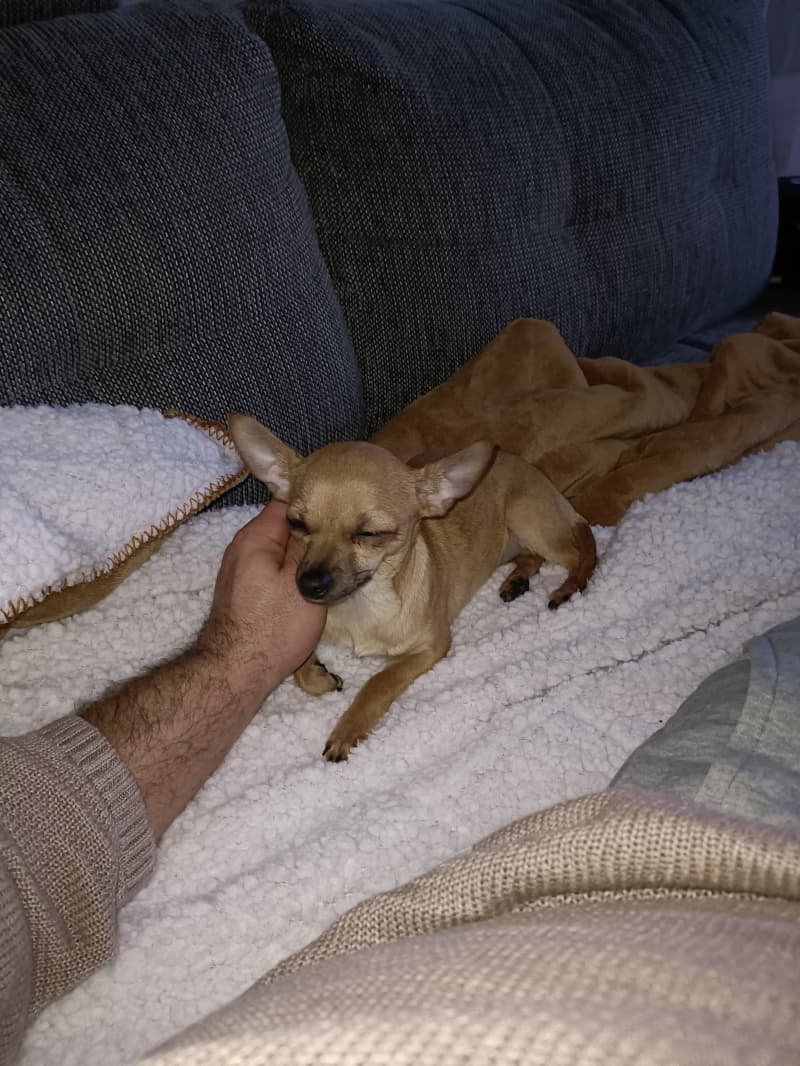 Chihuahua Welpin