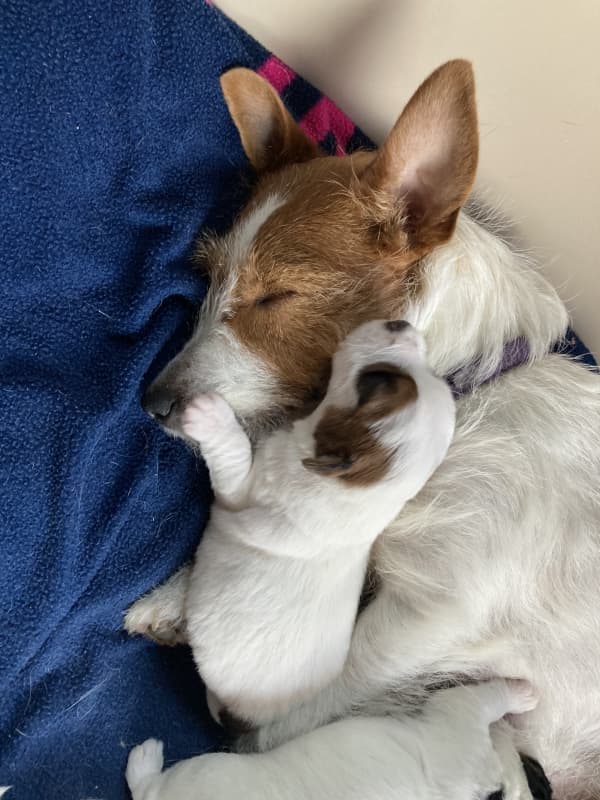 Jack Russell Terrier Welpen, rau