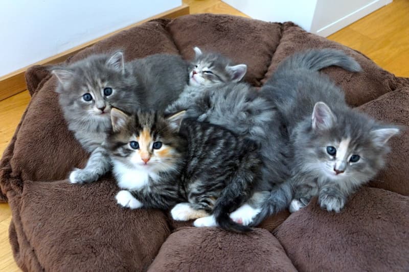 Norwegische Waldkatzen Kitten