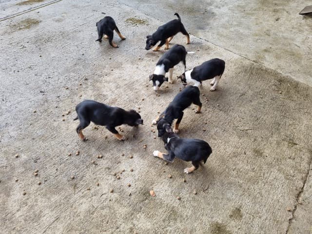 7 Welpen 4 Rüden 3 Weibchen