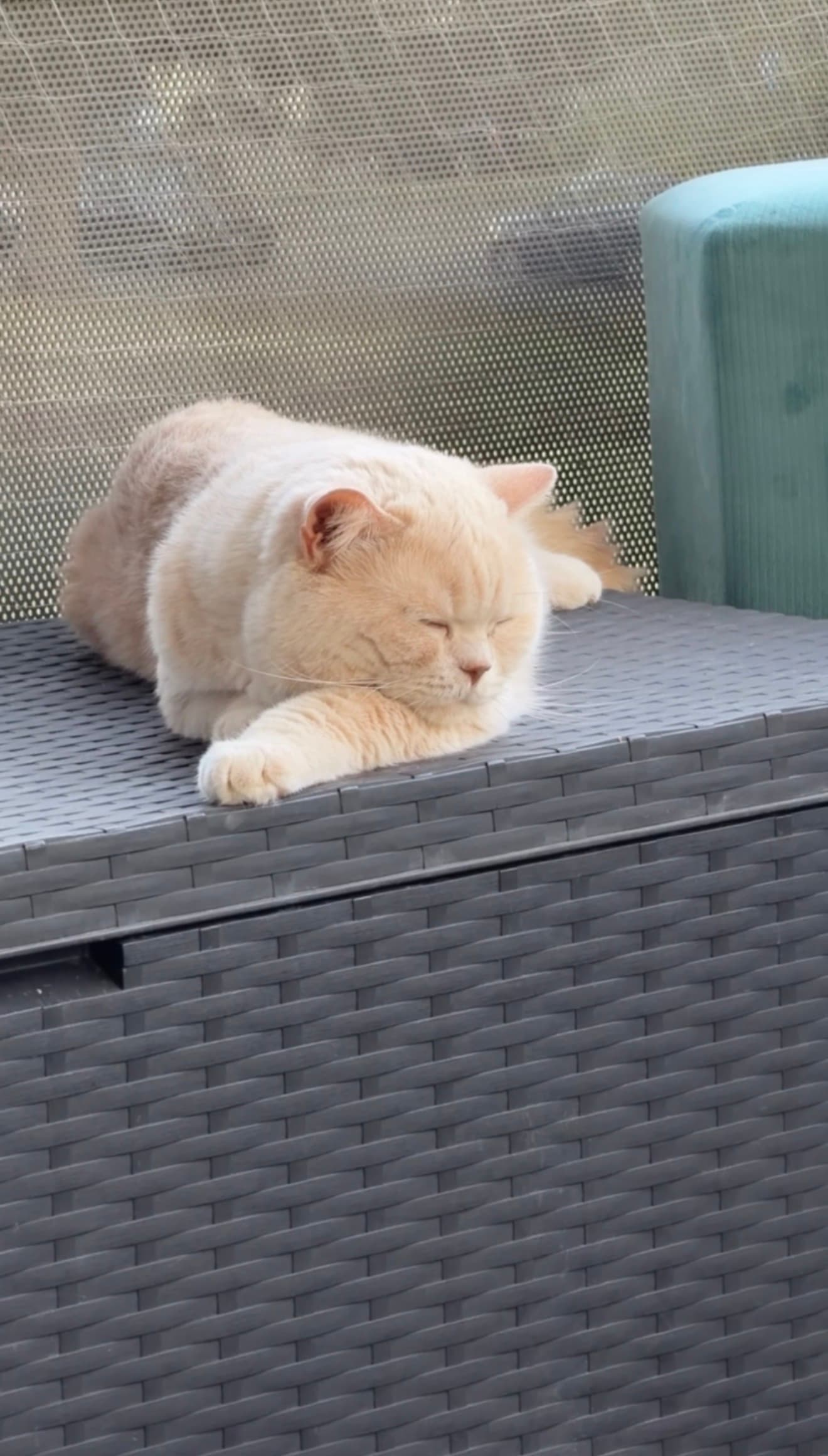 Reinrassiger BKH-Deckkater in seltener Creme-Farbe