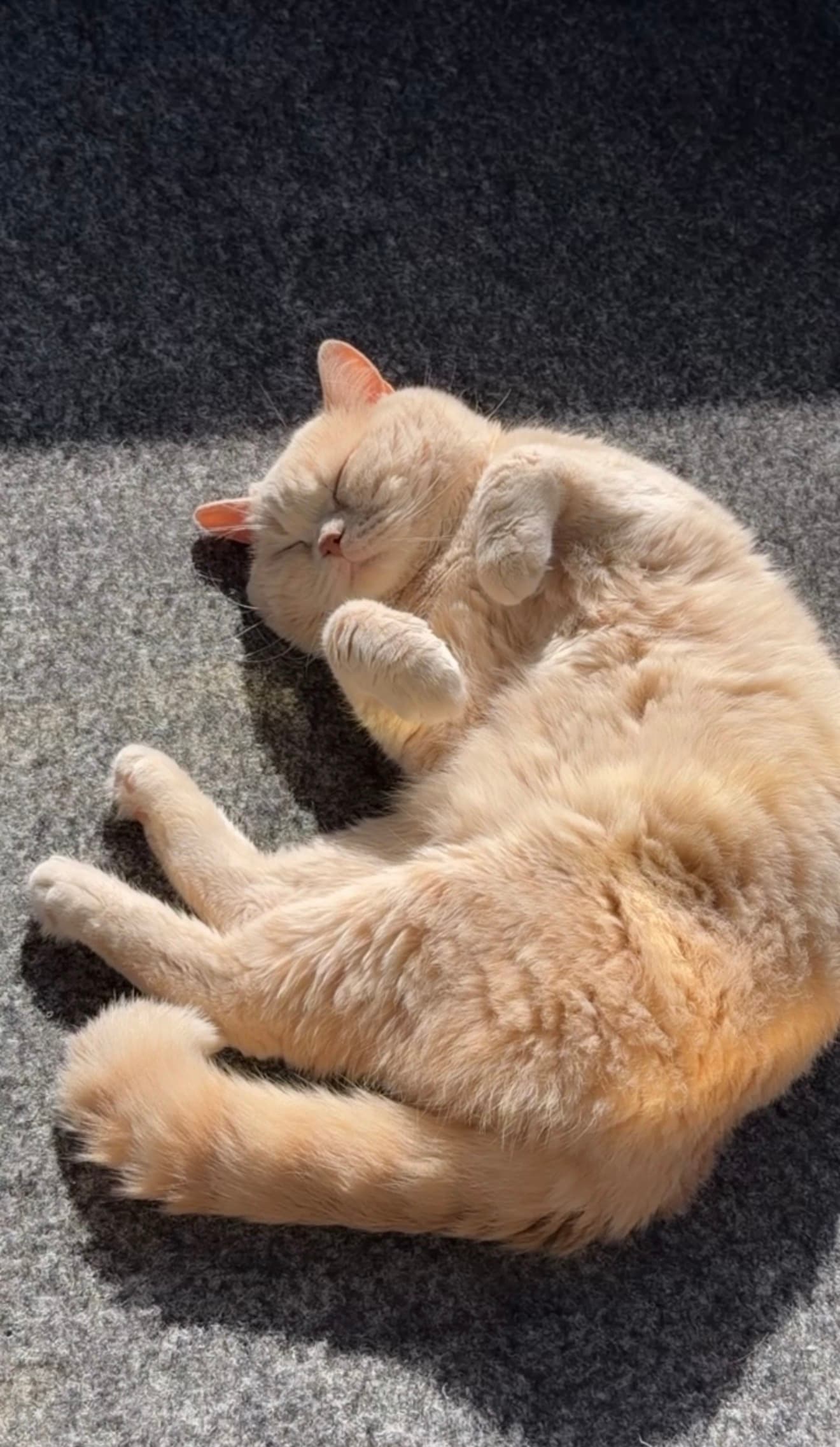 Reinrassiger BKH-Deckkater in seltener Creme-Farbe