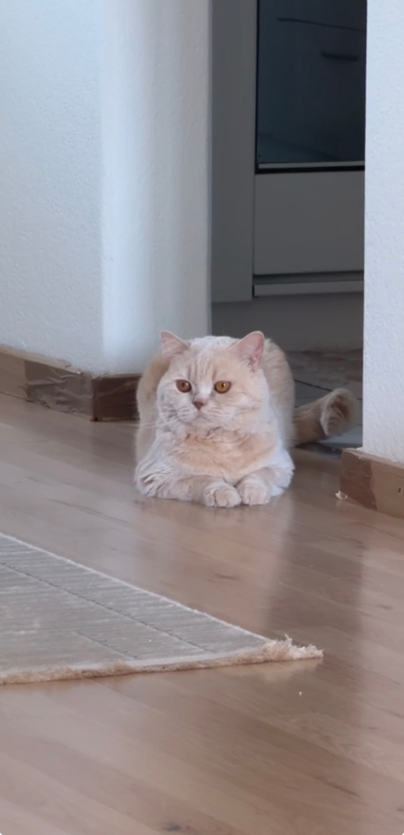 Reinrassiger BKH-Deckkater in seltener Creme-Farbe