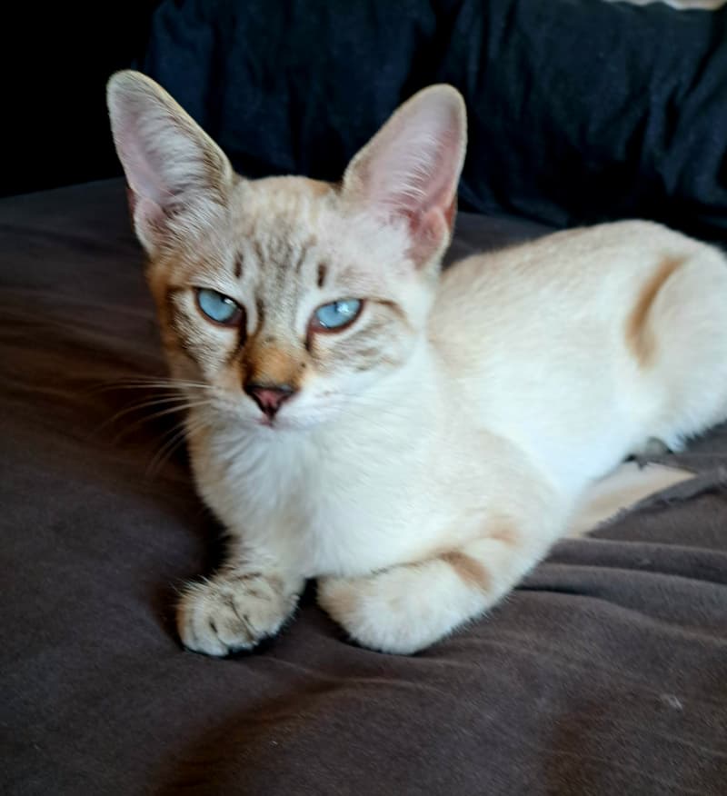 Siam Deckkater