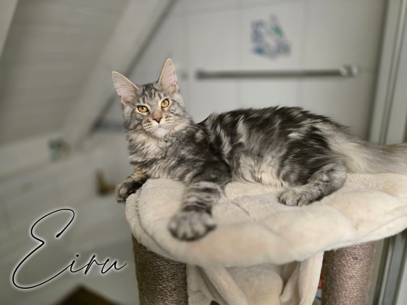 Verschmuste Maine Coon Kitten mit Stammbaum
