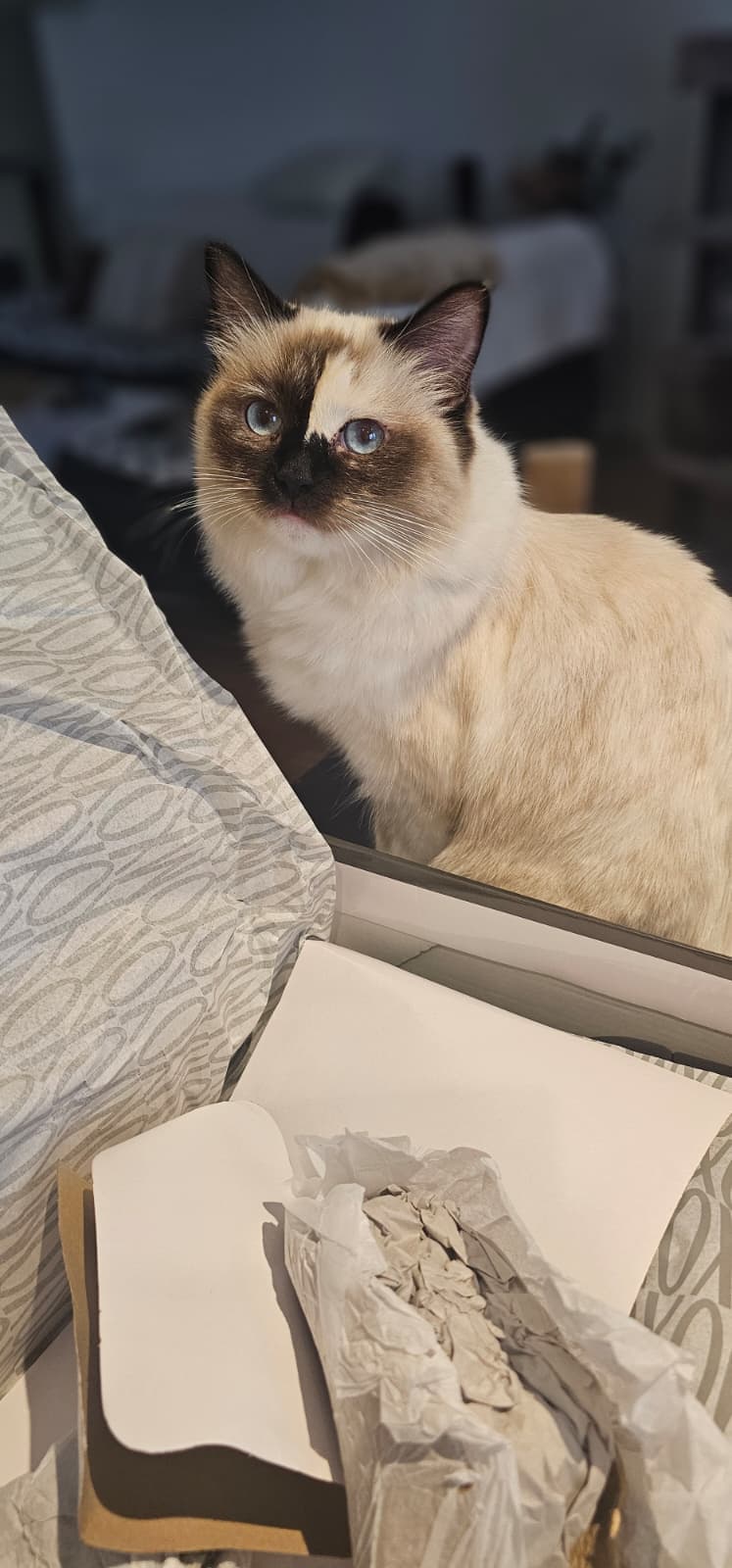 Ragdoll-Dame Mini sucht ihr Für-immer-Zuhause