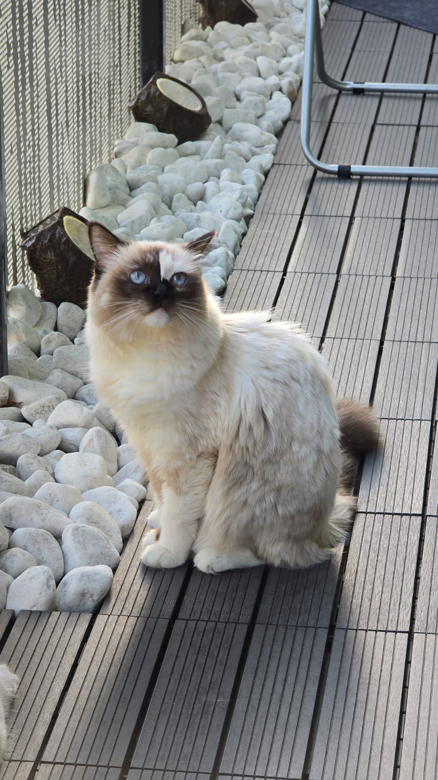 Ragdoll-Dame Mini sucht ihr Für-immer-Zuhause