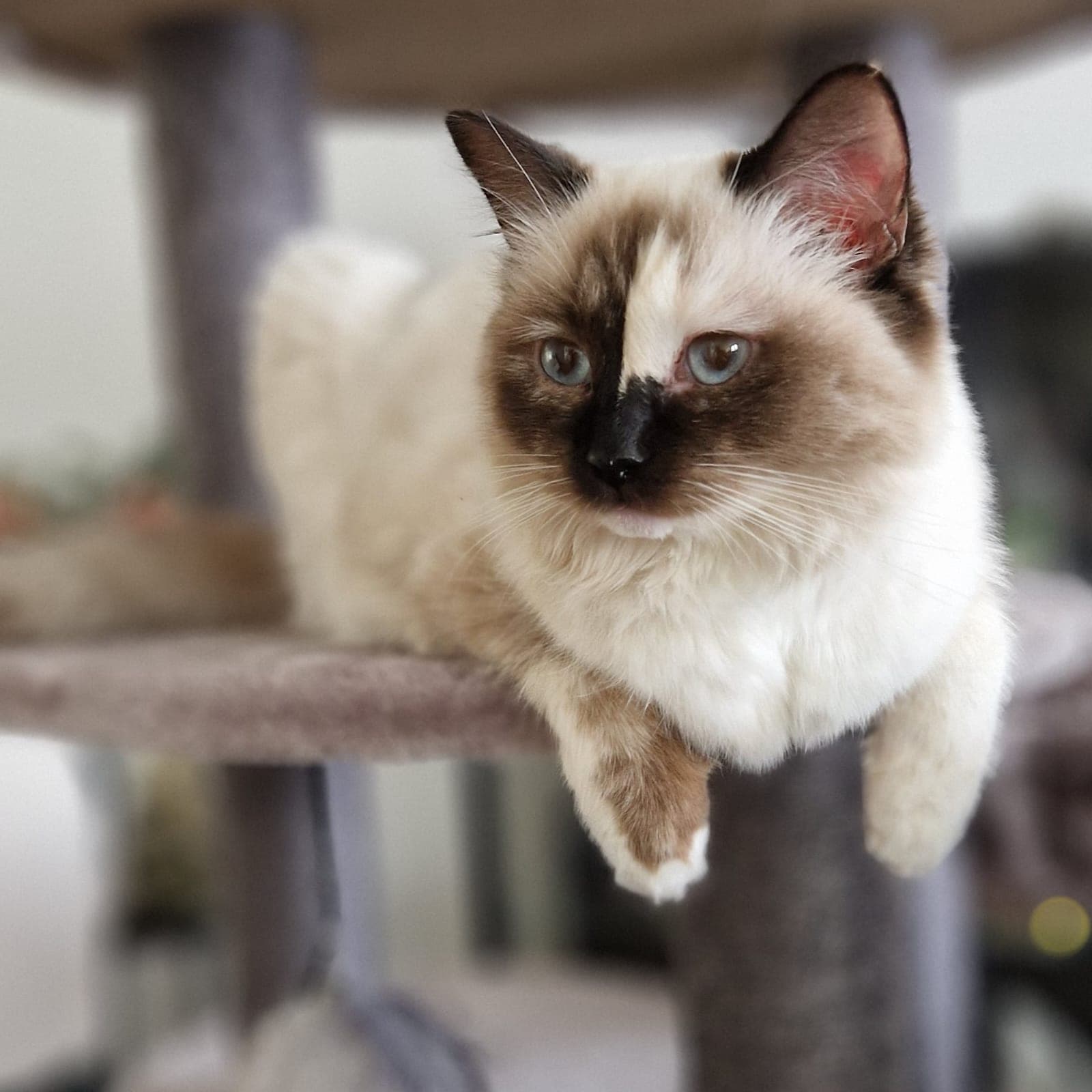 Ragdoll-Dame Mini sucht ihr Für-immer-Zuhause