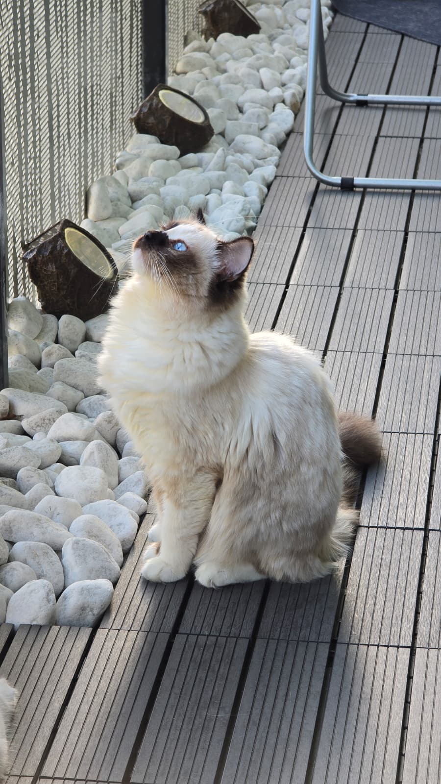 Ragdoll-Dame Mini sucht ihr Für-immer-Zuhause
