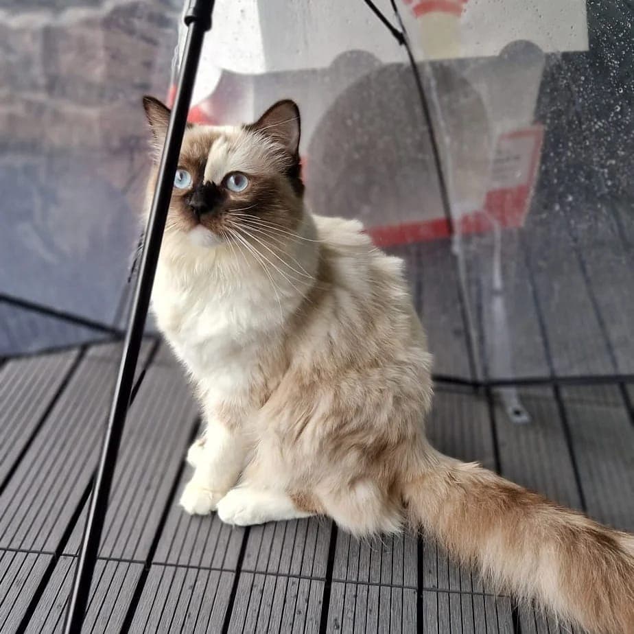 Ragdoll-Dame Mini sucht ihr Für-immer-Zuhause