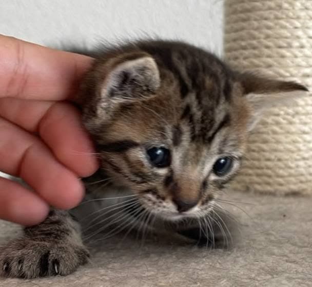 tiger babys