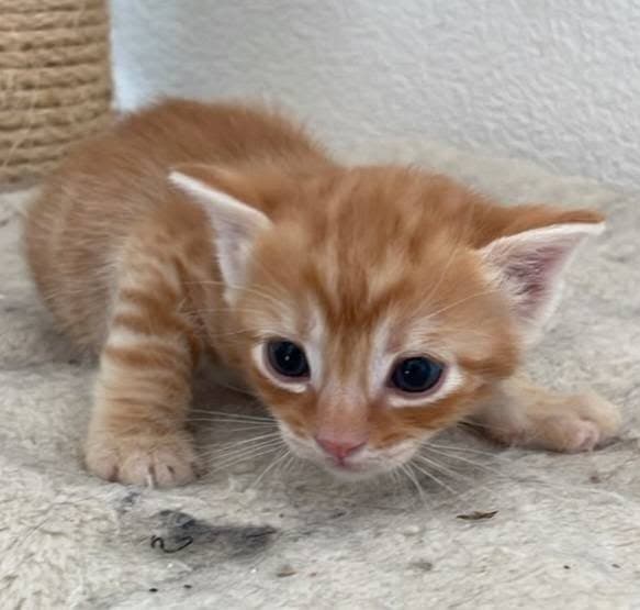 tiger babys