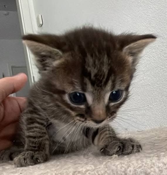 tiger babys
