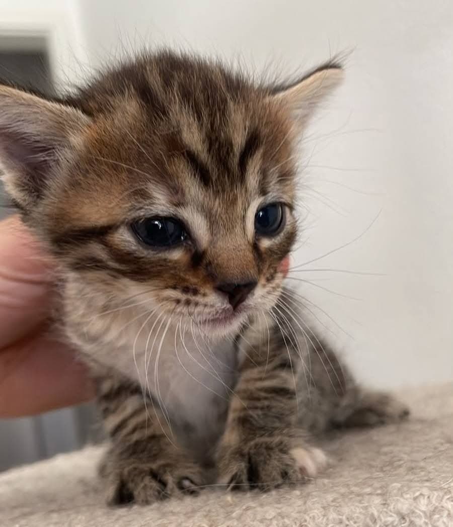 tiger babys