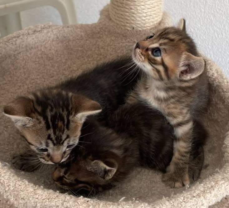tiger babys