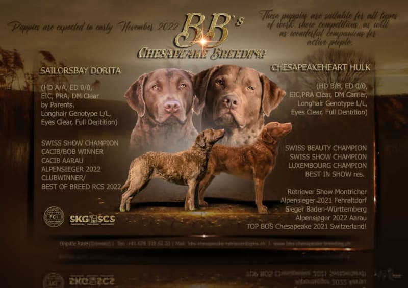 Chesapeake Bay Retriever