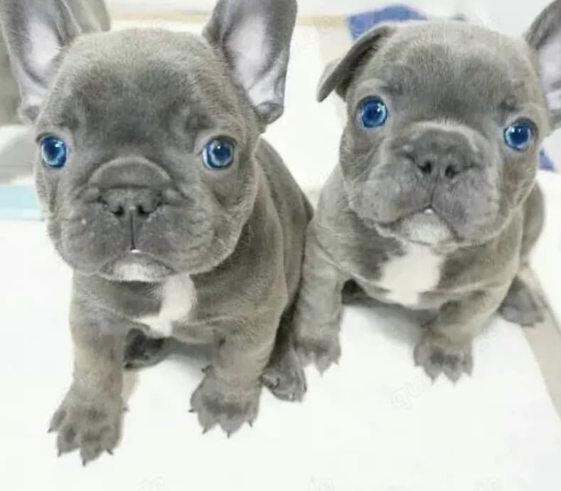 Zuckersüße Französische Bulldoggen Welpen mit Ahnentafel