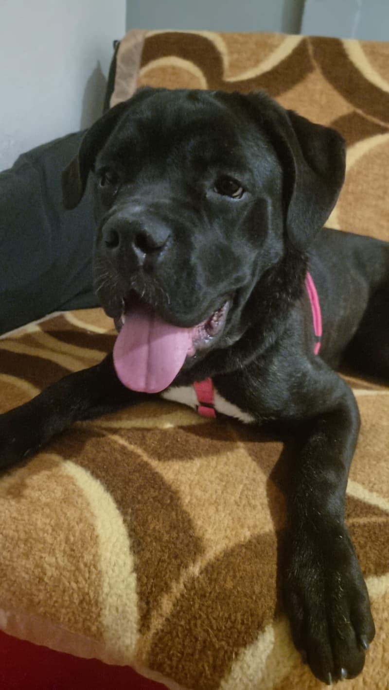 Süsse Cane Corso Junghündin Lila sucht ein schönes Zuhause