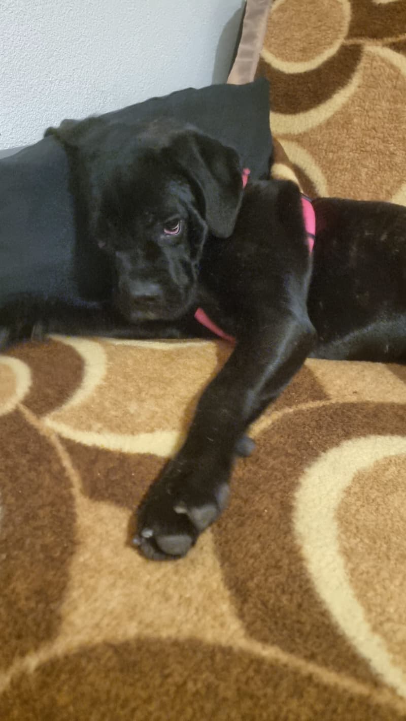 Süsse Cane Corso Junghündin Lila sucht ein schönes Zuhause