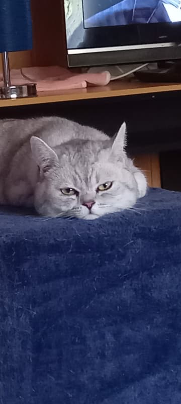 Deckkater Britisch Kurzhaar Aris, silver-tabby