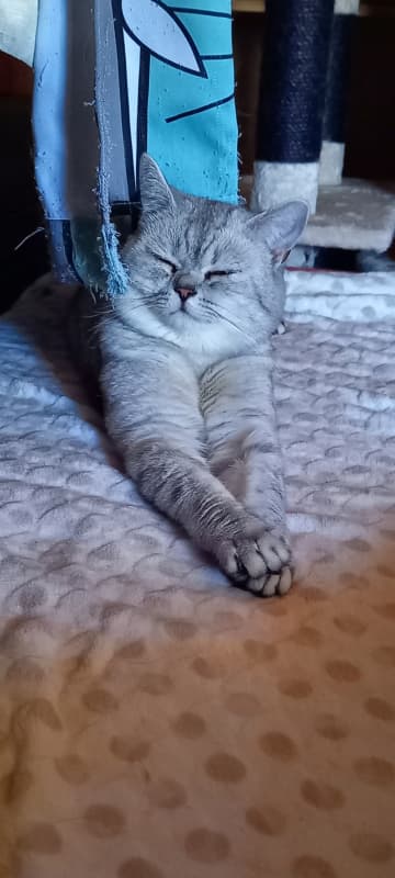 Deckkater Britisch Kurzhaar Aris, silver-tabby
