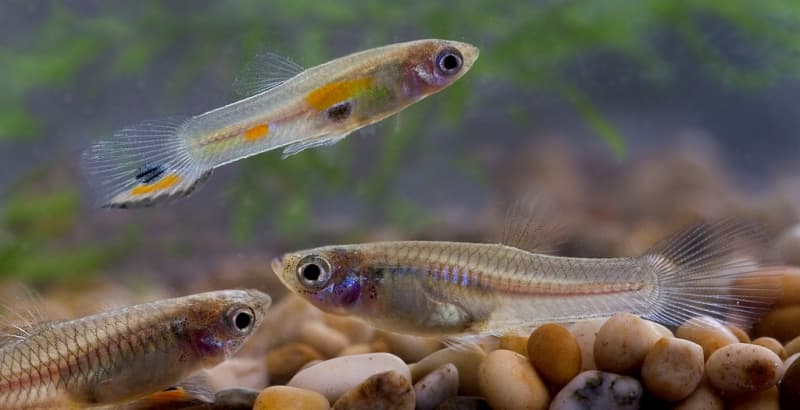 Guppy und platy aus hobby zucht