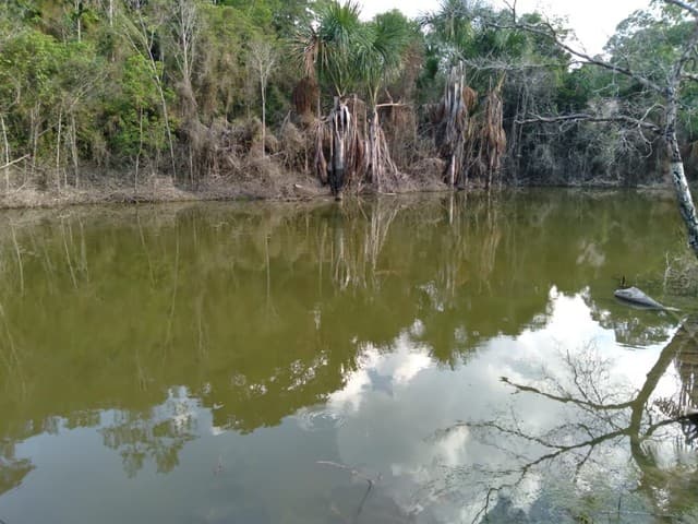 Brasilien 100 Ha grosse Tiefpreis-Früchtefarm mit kleinem See in