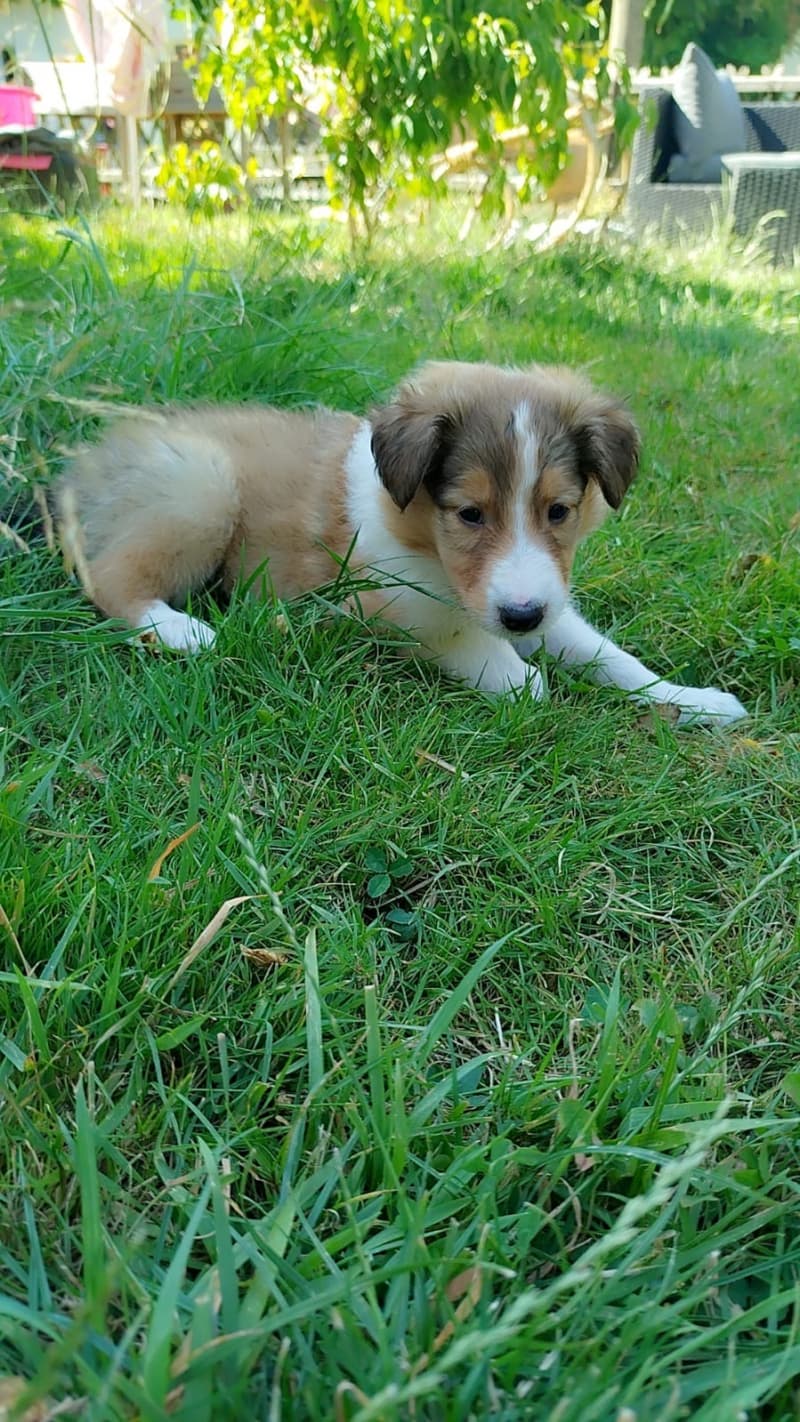 Wunderschöne Collie-Welpen zu verkaufen