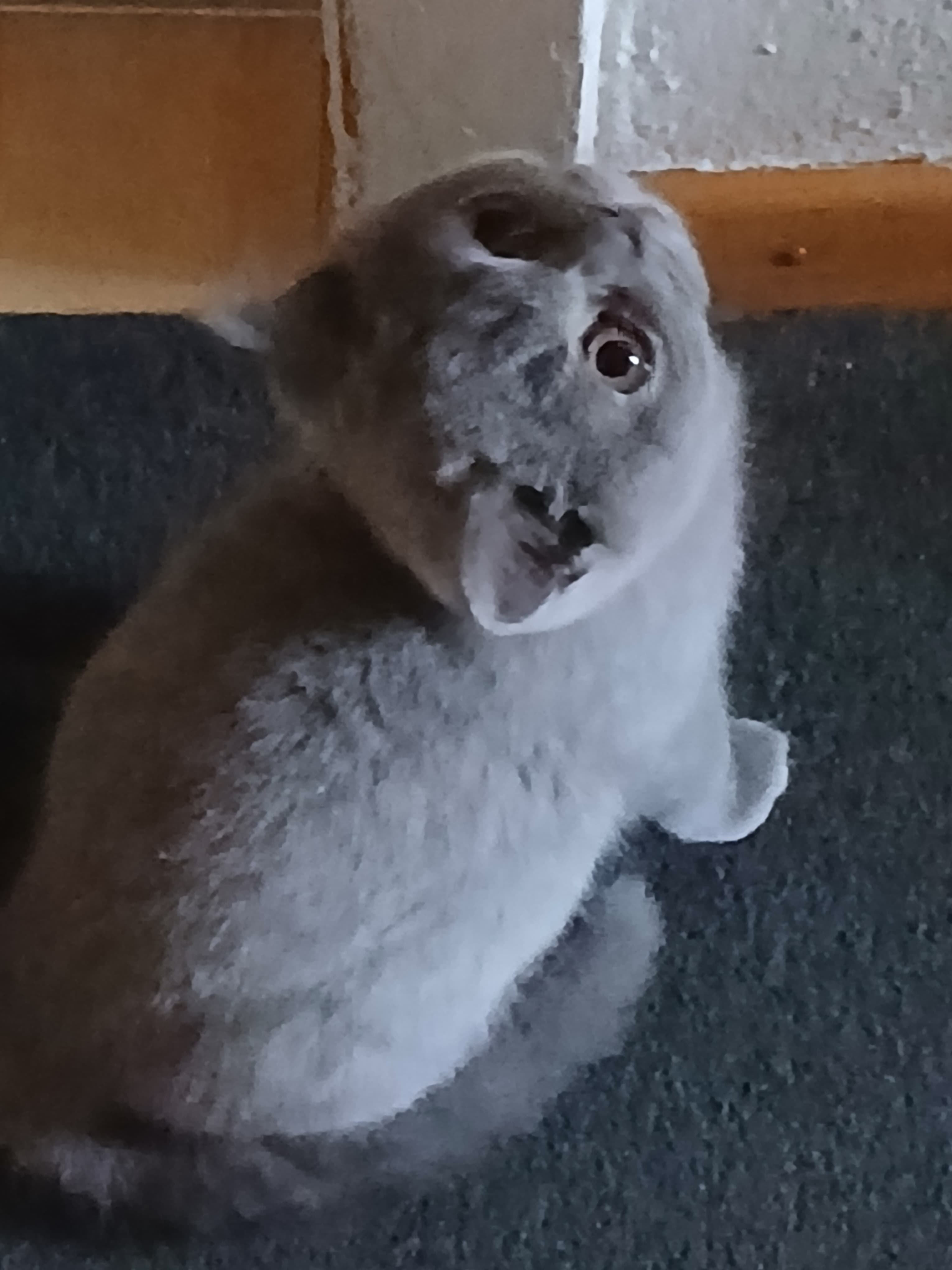 Bkh Baby Katzen zu vergeben.