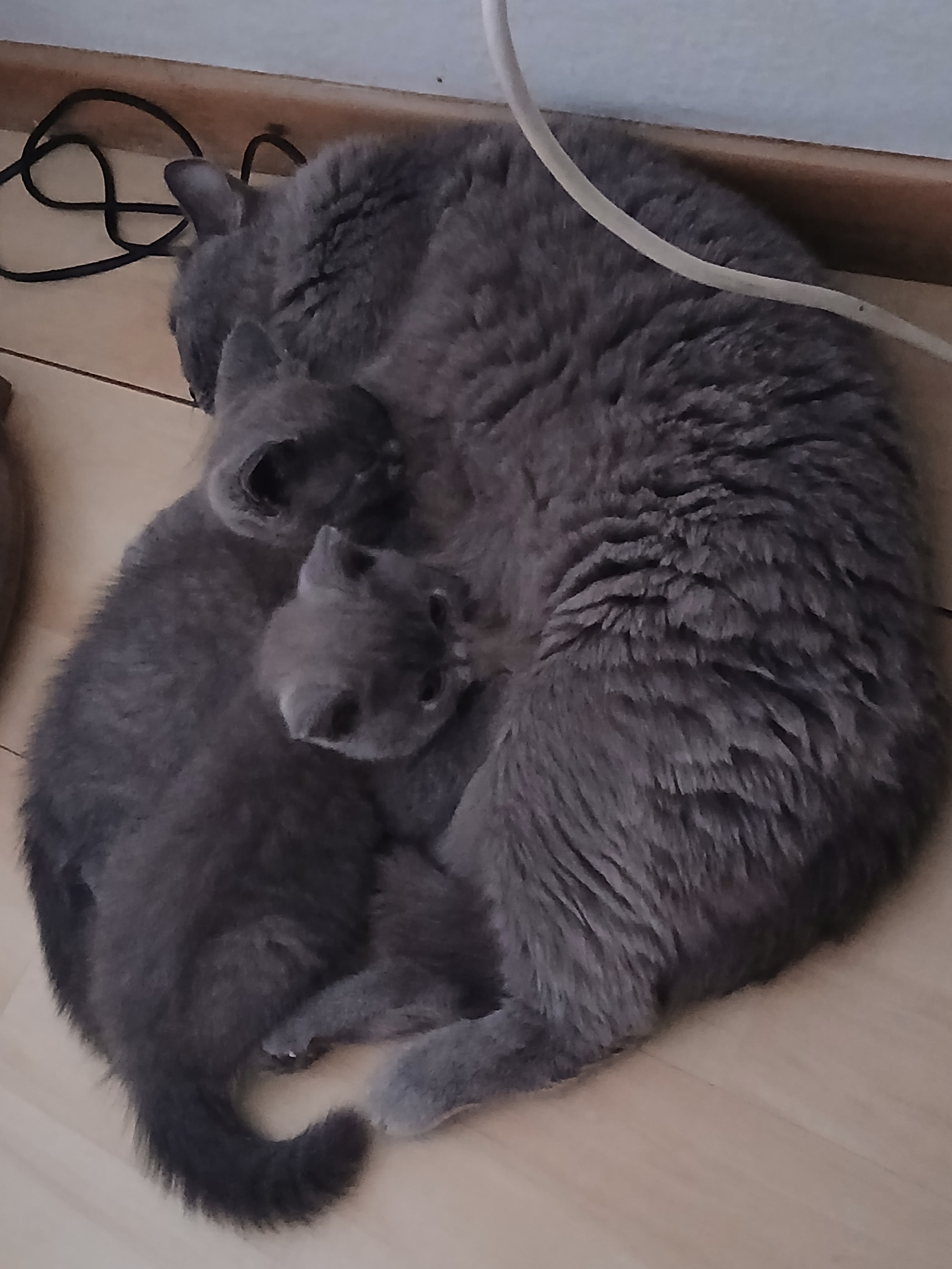 Bkh Baby Katzen zu vergeben.