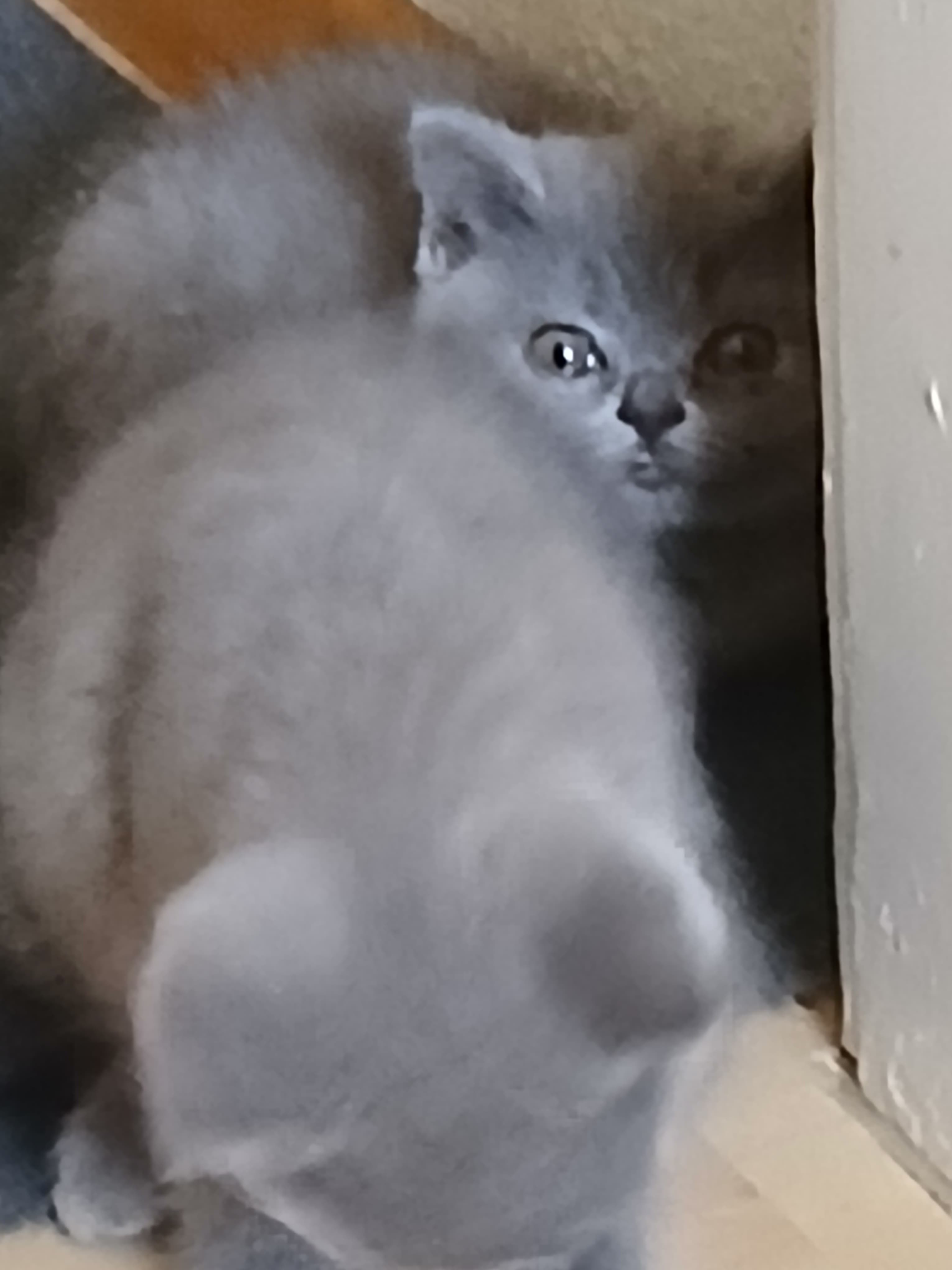Bkh Baby Katzen zu vergeben.