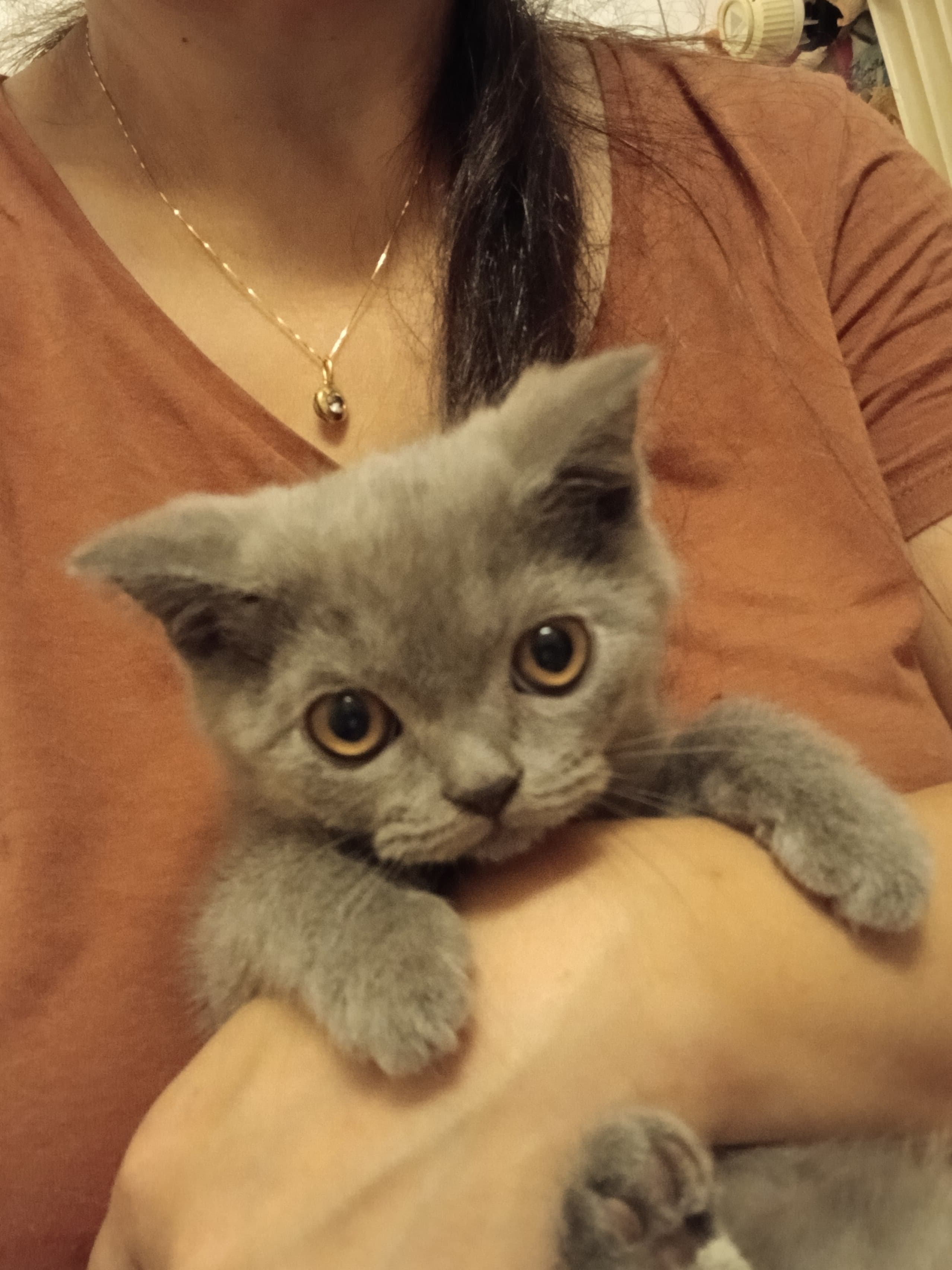 Bkh Baby Katzen zu vergeben.